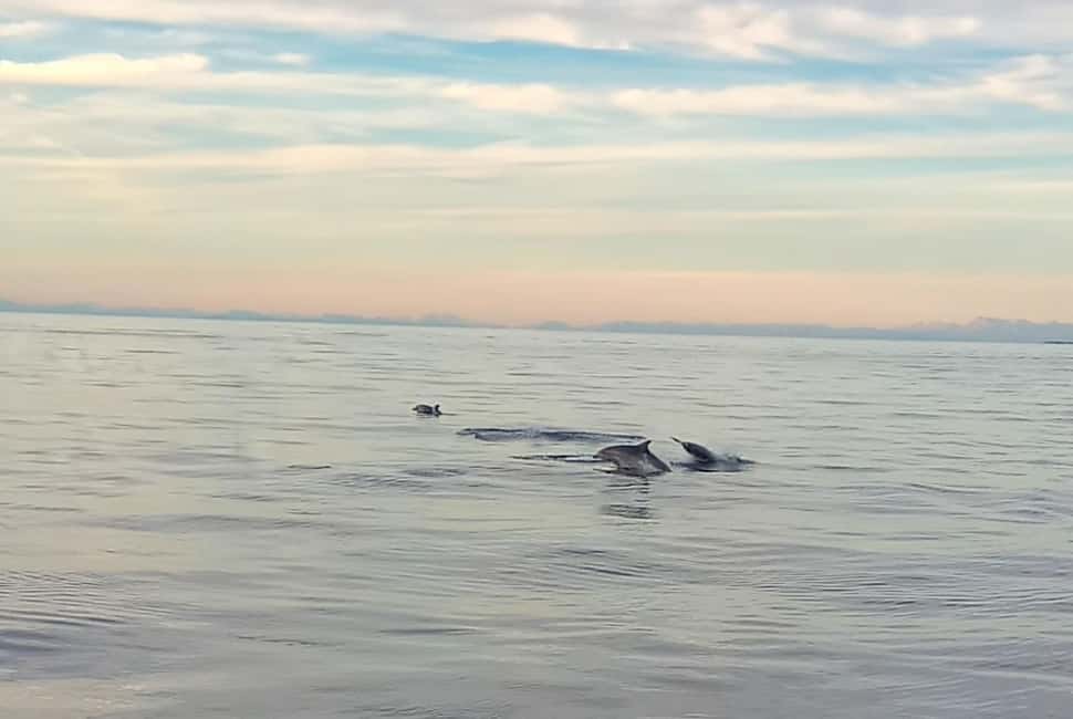 Vrsar: Dolphin Watching Boat Ride - What You’ll See (and What You Should Not Assume)