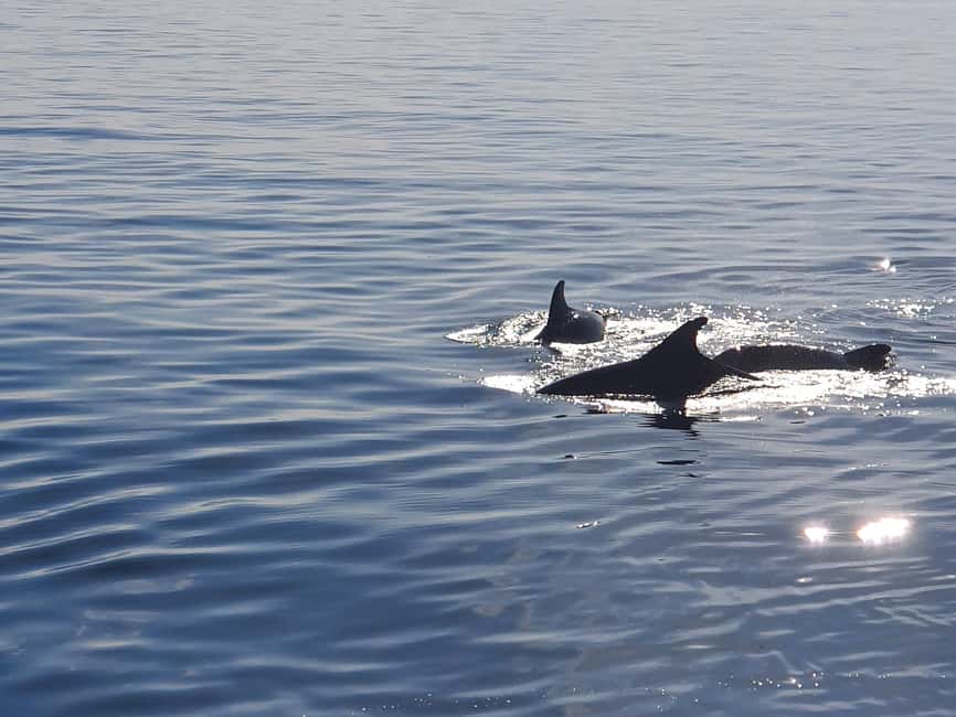 Vrsar: Dolphin Watching Boat Ride - Panoramic Vrsar Views: The Bonus That Doesn’t Depend on Luck