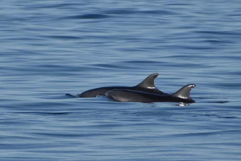 Vrsar: Dolphin Watching Boat Ride - Drinks, Wine, and the Onboard Atmosphere