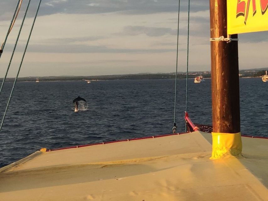 Vrsar: Dolphin Watching Boat Tour including Drinks - Tips to get better sightings (without overthinking it)
