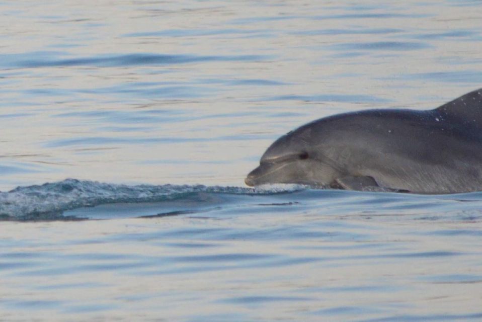 Vrsar: Dolphin Watching Boat Tour including Drinks - Drinks Aboard: Wine, Water, Juice, and the Beer Question