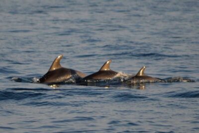 Vrsar: Dolphin Watching Boat Tour including Drinks - Where the Dolphins Fit In (and Why Your Captain’s Style Matters)