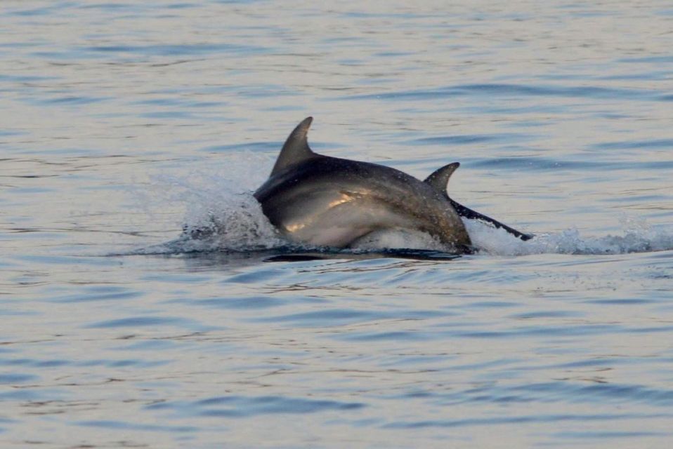 Vrsar: Dolphin Watching Boat Tour including Drinks - Boat Comfort, Wind, and Small Practical Tips That Matter