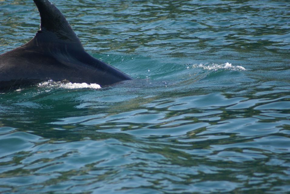 Vrsar: Dolphin Watching Boat Tour including Drinks - Meeting Point and How to Keep Check-In Stress Low