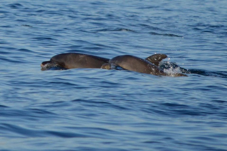 Vrsar: Dolphin Watching Boat Tour including Drinks - Who Should Book This (and Who Might Skip It)