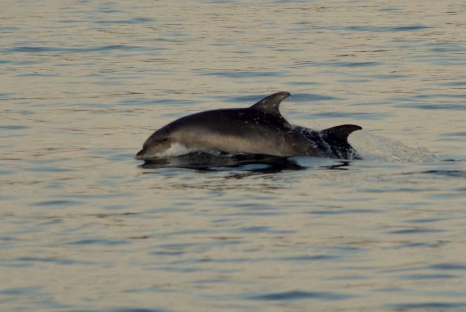 Vrsar: Dolphin Watching Boat Tour including Drinks - Should You Book the Vrsar Dolphin Watching Boat Tour?