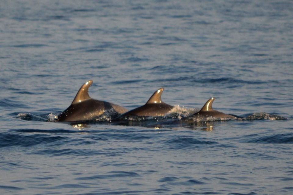 Vrsar: Dolphin Watching Boat Tour including Drinks - Where the Dolphins Fit In (and Why Your Captain’s Style Matters)