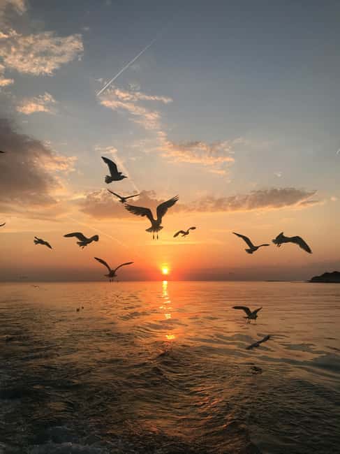 VRSAR: Night Boat Tour to Rovinj with Dolphin Watching - Price and value: is $35 actually fair?