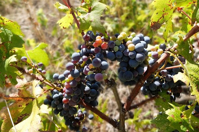 Wine Lover's Tour of Peljesac Peninsula - Three wineries on Pelješac: how the day teaches your palate