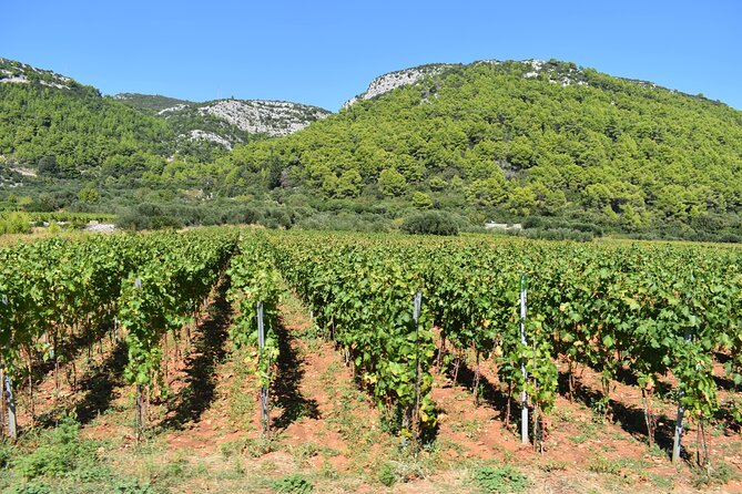Wine & Sightseeing Tour Korcula - Korčula wine tour: why this one feels practical (not just a tasting bus)
