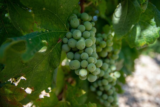Wine Tasting and Food Pairing - Where Zinfandel Was Born - The Guided Host Part: How the Tasting Feels Helpful, Not Pretentious