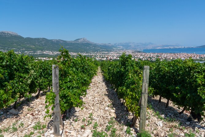 Wine Tasting and Food Pairing - Where Zinfandel Was Born - Zinfandel Focus and Local Varieties: What You’ll Actually Taste