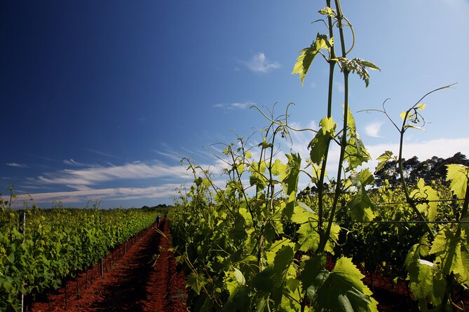 Wine Tasting Experience at the organic winery in Šišan - Quick hits before you go