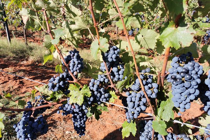 Wine Tasting Experience at the organic winery in Šišan - The vineyard and soil story: mineral-rich red soil and limestone