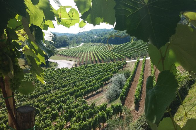 Wine Tour - The Best of Istria - Rovinj pickup, a tight group, and the day’s rhythm
