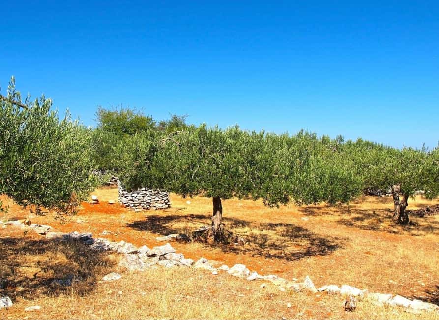 Zadar, Šibenik: olive oil, wine & food tasting, Self Drive - Entering the grove: climate, stony soil, and 2,000 years of practice