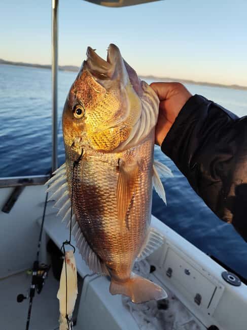 Zadar: Sunset Fishing Half-Day Guided Boat Trip - Snacks, wine, and Goran’s olive oil: the food is a big part of the story