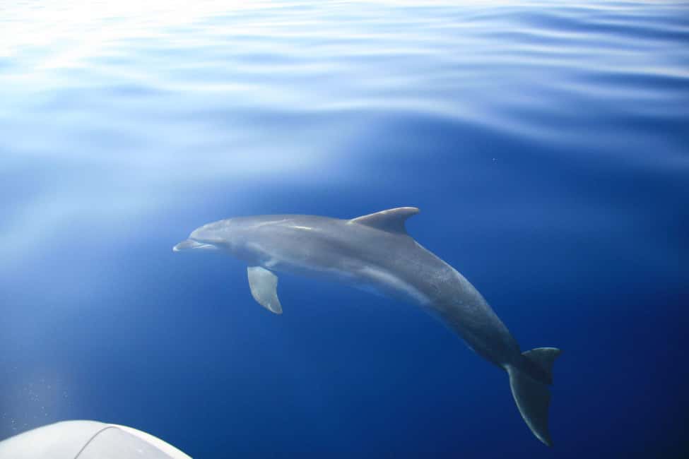 Zadar:Speedboat Tour Thrill Ride with Snorkeling on 3 island - On board: music you choose, and guides who keep the day moving