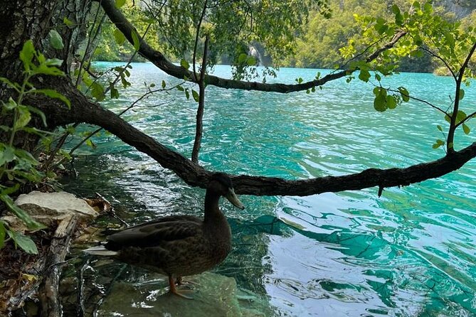 Zagreb: Plitvice Lakes With Secured Tickets, Boat And Train Ride - Price and Value: What You Pay for, and What You Still Need